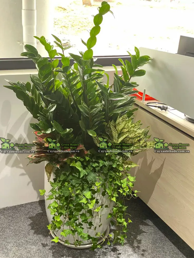 Cây Kim Tiền _Cây Xanh Văn Phòng _Green Homes